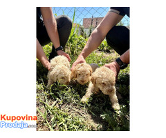 Lagotto Romagnolo, dostupni štenci - Fotografija 6/10