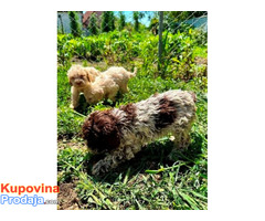 Lagotto Romagnolo, dostupni štenci - Fotografija 7/10