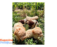 Lagotto Romagnolo, dostupni štenci - Fotografija 8/10