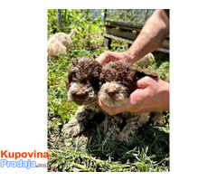 Lagotto Romagnolo, dostupni štenci - Fotografija 9/10