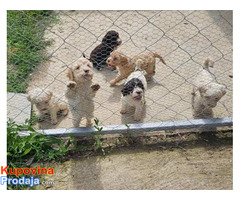 Lagotto Romagnolo, dostupni štenci - Fotografija 10/10