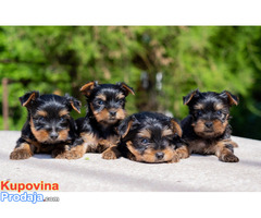 Mini Jorkširski Terijeri - štenci - Fotografija 6/8