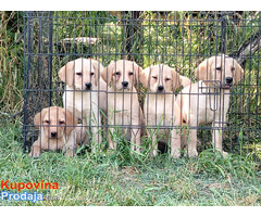 Labrador retriver štenci na prodaju - Fotografija 2/6