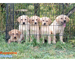 Labrador retriver štenci na prodaju - Fotografija 4/6