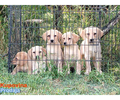 Labrador retriver štenci na prodaju - Fotografija 6/6