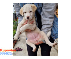 Mešanac labradora, žensko štene na poklon Mešanac labradora, žensko štene na poklon