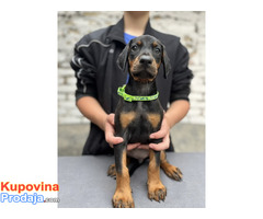 Prodaju se prelepi štenci dobermana, starosti 2 meseca - Fotografija 1/7