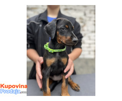 Prodaju se prelepi štenci dobermana, starosti 2 meseca - Fotografija 2/7