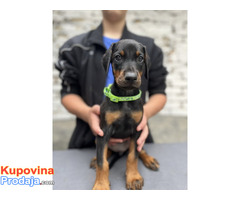 Prodaju se prelepi štenci dobermana, starosti 2 meseca - Fotografija 3/7