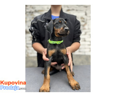 Prodaju se prelepi štenci dobermana, starosti 2 meseca - Fotografija 4/7