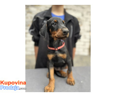 Prodaju se prelepi štenci dobermana, starosti 2 meseca - Fotografija 5/7