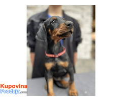 Prodaju se prelepi štenci dobermana, starosti 2 meseca - Fotografija 6/7