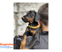 Prodaju se prelepi štenci dobermana, starosti 2 meseca - Fotografija 7/7