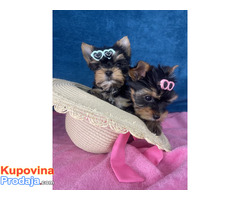 Yorkshire Terrier štenci - Fotografija 1/5