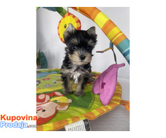 Yorkshire Terrier štenci - Fotografija 3/5