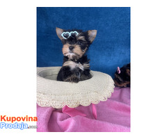 Yorkshire Terrier štenci - Fotografija 4/5