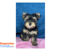 Yorkshire Terrier štenci - Fotografija 5/5