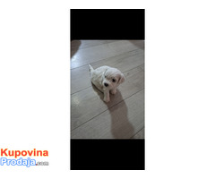 Prodaja bišona - Fotografija 2/7