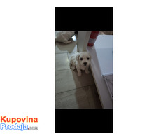 Prodaja bišona - Fotografija 3/7