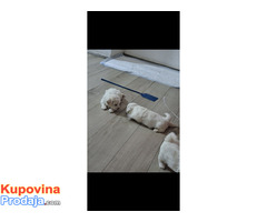 Prodaja bišona - Fotografija 4/7