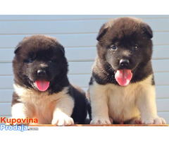Američka Akita, štenci - Fotografija 1/10