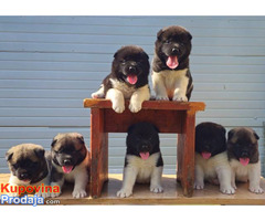 Američka Akita, štenci - Fotografija 2/10
