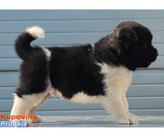 Američka Akita, štenci - Fotografija 3/10