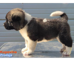 Američka Akita, štenci - Fotografija 4/10