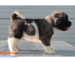 Američka Akita, štenci - Fotografija 5/10
