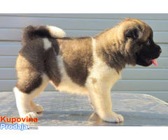Američka Akita, štenci - Fotografija 6/10