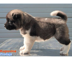 Američka Akita, štenci - Fotografija 7/10