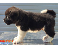 Američka Akita, štenci - Fotografija 8/10
