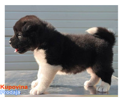 Američka Akita, štenci - Fotografija 9/10