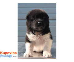 Američka Akita, štenci - Fotografija 10/10