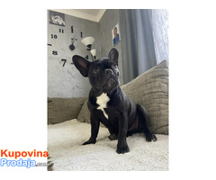 Francuski buldog štenci Francuski buldog štenci