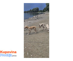 Persijski hrt SALUKI štenci