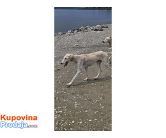 Persijski hrt SALUKI štenci