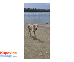 Persijski hrt SALUKI štenci - Fotografija 3/9