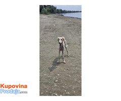 Persijski hrt SALUKI štenci - Fotografija 4/9