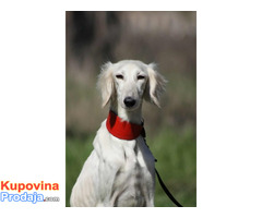 Persijski hrt SALUKI štenci - Fotografija 6/9