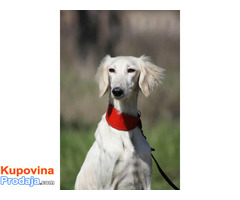 Persijski hrt SALUKI štenci - Fotografija 7/9