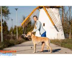 Persijski hrt SALUKI štenci - Fotografija 8/9