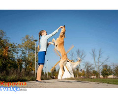Persijski hrt SALUKI štenci - Fotografija 9/9