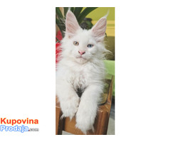 Maine Coon mačići - Fotografija 3/7