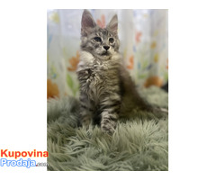 Maine Coon mačići - Fotografija 4/7