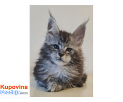 Maine Coon mačići - Fotografija 5/7