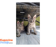 Maine Coon mačići - Fotografija 7/7