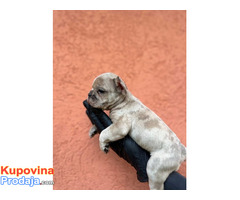 Egzotični Francuski buldog – štenci TOP kvaliteta - Fotografija 3/10