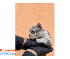 Egzotični Francuski buldog – štenci TOP kvaliteta - Fotografija 6/10