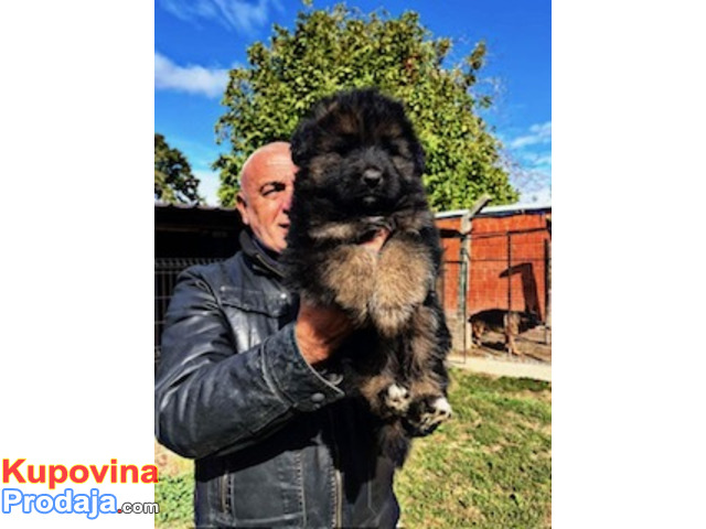 Nemački ovčar - prodaja štenaca - 4/6